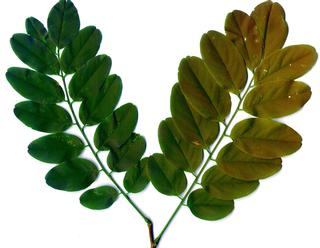 Robinia pseudoacacia, _leaf.JP80035_02.320.jpg