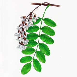 Robinia pseudoacacia, _leaf_and_flower.JP80279_16.320.jpg