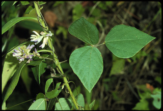 31.Amphicarpaea bracteata, _leaf_+_flower, _GY.320.jpg