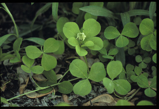 43.Trifolium stoloniferum, _leaf_+_flower, _GY.320.jpg