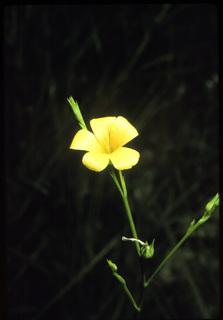04.Linum sulcatum, _flower, _TW8.320.jpg