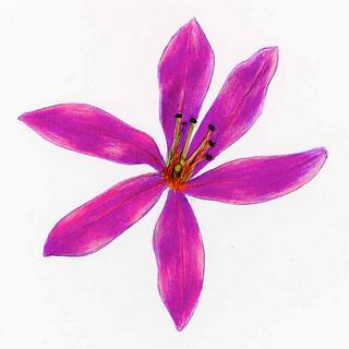Lythrum salicaria, _flower_close_up.JP80279_21.320.jpg