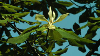 Magnolia fraseri