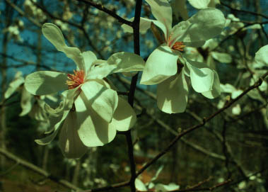 Magnolia-unknown species