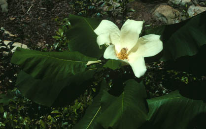Flower of Magnolia macrophylla