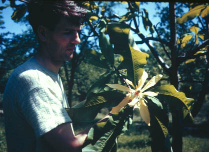 Man with flower of Magnolia macrophylla