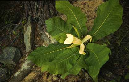 Leaves of Magnolia macrophylla
