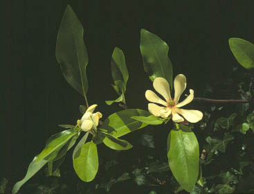 Leaves of Magnolia virginiana