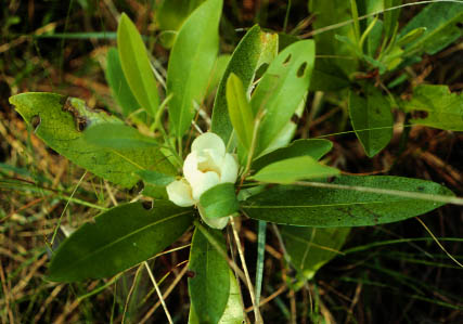 Flower of Magnolia virginiana