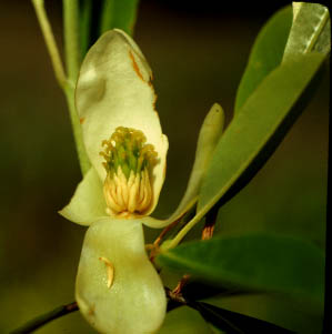 Cone of Magnolia virginiana
