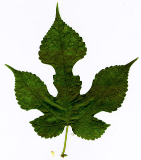 29.Morus rubra, _leaf.320.jpg