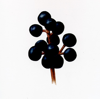03.Ligustrum vulgare, _fruit_close_up.320.jpg