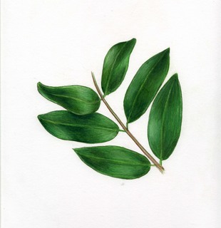32.Ligustrum obtusifolium, _leaves.320.jpg