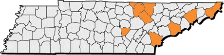 tennessee.gif (14424 bytes)
