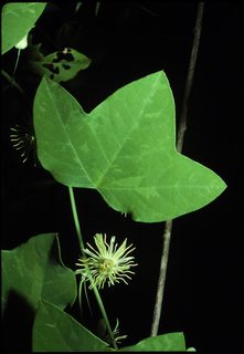 16.Passiflora lutea, _leaf_+_flower, _RF3.320.jpg