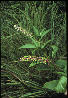 19.Phytolacca americana, _leaf_+_flower, _UT32.320.jpg