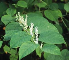 Fallopia japonica (japanese knotweed)