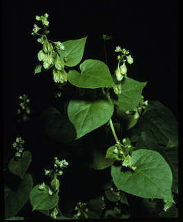 43.Fallopia scandens, _leaf_+_flower, _UJ34.320.jpg