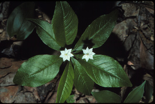 63.Trientalis borealis, _plant_+_leaf_+_flower, _CS28.320.jpg