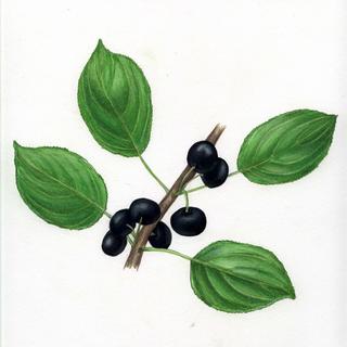 Rhamnus cathartica, _leaves_and_berries.JP80279_48.320.jpg