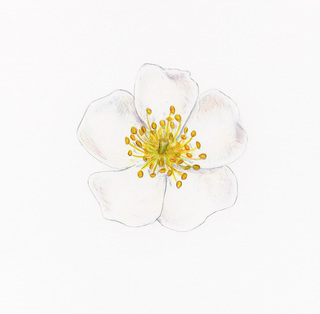 10.Rosa multiflora, _flower_close_up.320.jpg