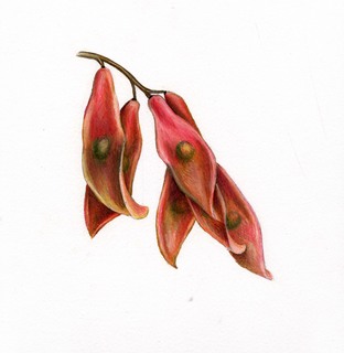 45.Ailanthus altissima, _fruit_close_up.320.jpg