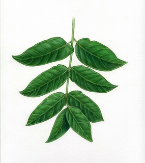 46.Ailanthus altissima, _leaves.320.jpg