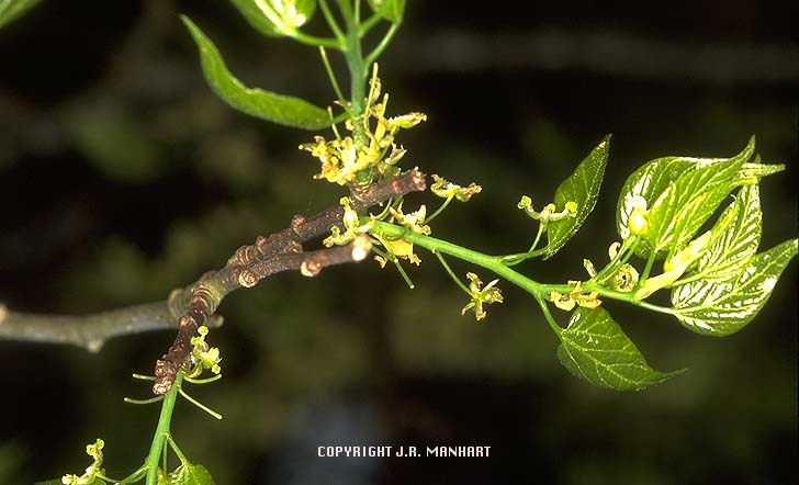 Branch with Flower of C. laevigata