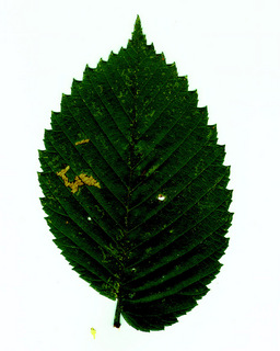 07.Ulmus leaf_upper.320.jpg