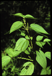07.Boehmeria cylindrica, _plant_+_leaf_+_flower_+_fruit, _IG8.320.jpg