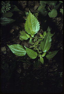 08.Pilea pumila, _plant_+_leaf_+_flower_+_fruit, _QD10.320.jpg