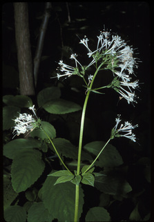 13.Valeriana pauciflora, _flower, _MB19.320.jpg