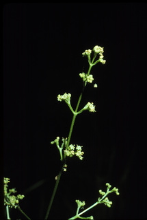 15.Valeriana edulis, _flower, _XJ13.320.jpg