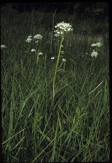 16.Valeriana uliginosa, _habitat, _ZF14.320.jpg