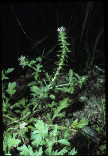 17.Verbena bracteata, _plant_+_leaf_+_flower, _PK27.320.jpg