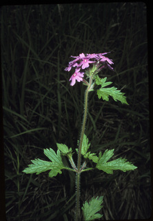 19.Glandularia canadensis, _leaf_+_flower, _TF34.320.jpg