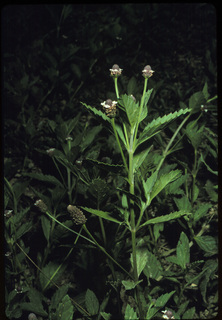 20.Phyla lanceolata, _plant_+_leaf_+_flower_+_fruit, _TZ19.320.jpg