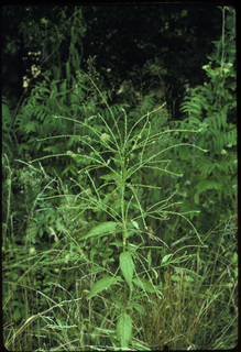 21.Verbena urticifolia, _plant_+_leaf_+_fruit, _TZ4.320.jpg