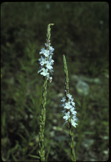 23.Verbena simplex, _leaf_+_flower, _XG15.320.jpg