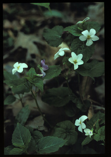 24.Viola canadensis, _leaf_+_flower, _BB7.320.jpg