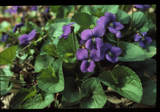 25.Viola sororia, _leaf_+_flower, _GN22.320.jpg