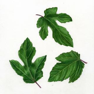 Ampelopsis brevipedunculata, _leaf_types.JP80279_49.320.jpg