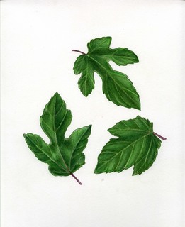 49.Ampelopsis brevipedunculata, _leaf_types.320.jpg