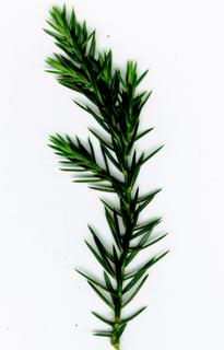 JP80049 69.Juniperus_leaves.320.jpg