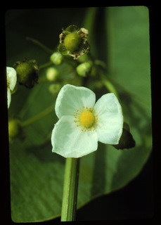 54.Echinodorus cordifolius, _flower, _PZ36.320.jpg