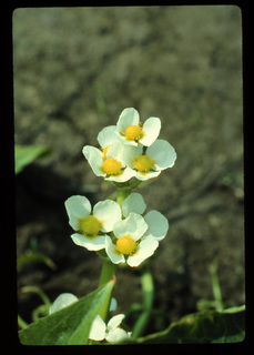 59.Sagittaria calycina, _flower, _RP34.320.jpg