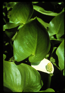 26.Calla palustris, _JG8.320.jpg
