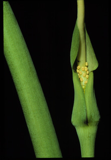 66.Arisaema dracontium, _flower, _GY.320.jpg