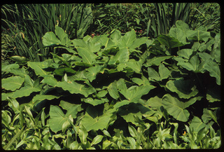 67.Peltandra virginica, _plant, _GY.320.jpg