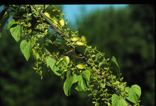 05.Dioscorea villosa, _leaf_+_fruit, _FC10.320.jpg